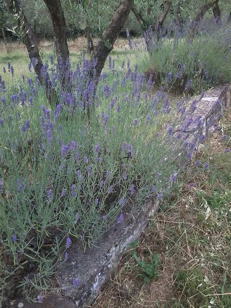 B&B Villa Francesca Rignano Sull Arno